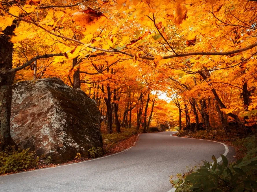 Stowe Leaf Peeping