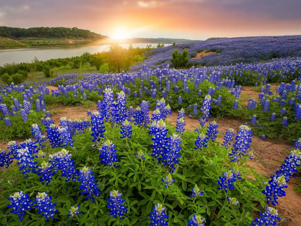 Bluebonnets along one of the best road trips in Texas glow beneath an orange sunset sky near a winding river.