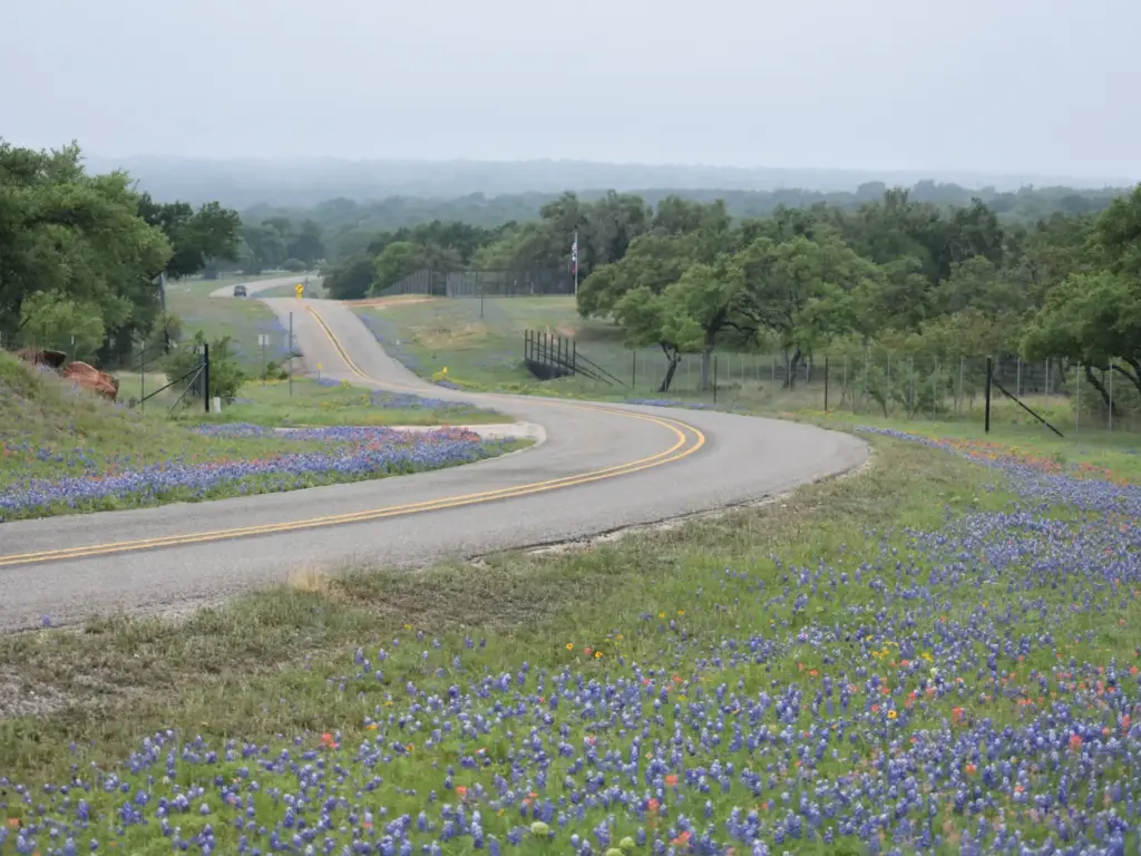 A winding road through Texas Hill Country wildflowers — a highlight of the best road trips in Texas.