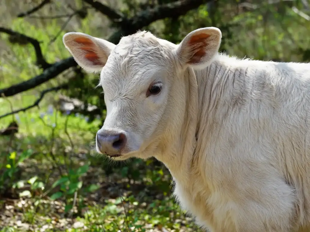 White calf with fluffy coat standing in a sunlit wooded area with green foliage in the background.